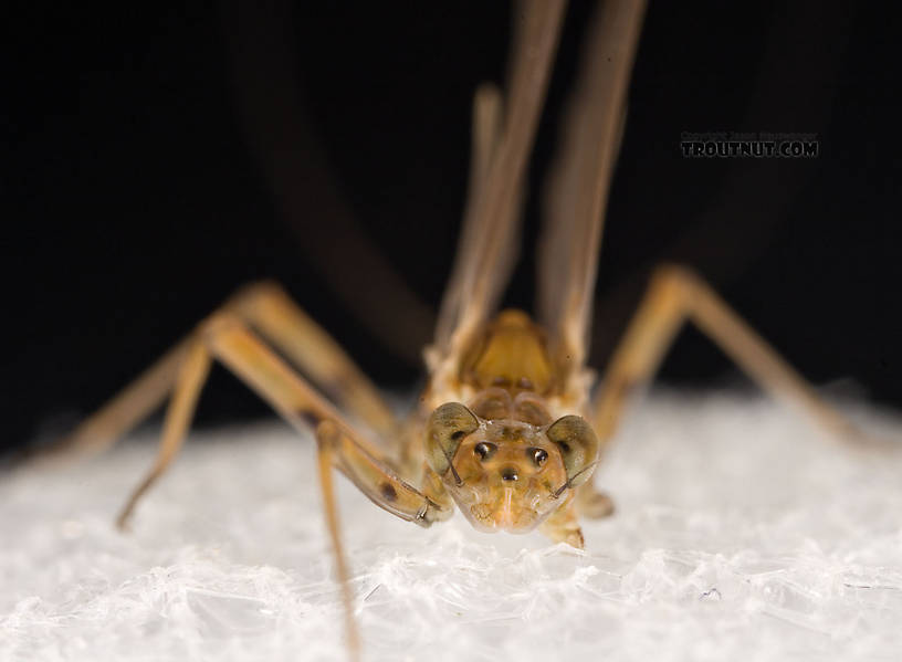 Female Epeorus (Little Maryatts) Mayfly Dun from Enfield Creek in Treman Park in New York