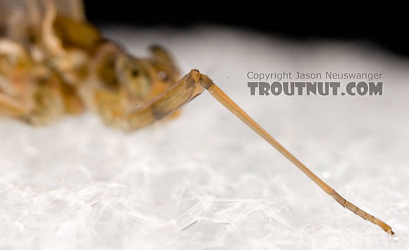 Female Epeorus (Little Maryatts) Mayfly Dun from Enfield Creek in Treman Park in New York