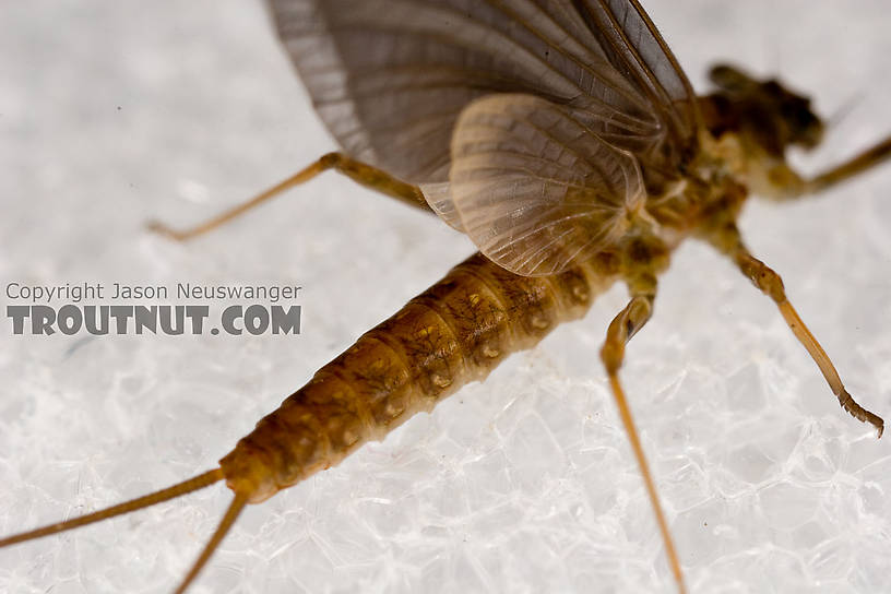 Female Epeorus (Little Maryatts) Mayfly Dun from Enfield Creek in Treman Park in New York