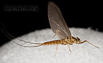 Female Epeorus (Little Maryatts) Mayfly Dun