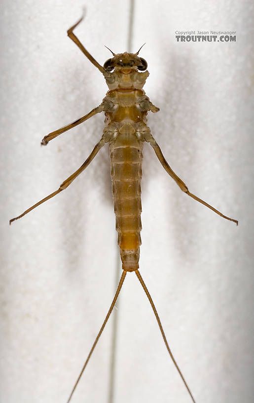 Female Epeorus (Little Maryatts) Mayfly Dun from Enfield Creek in Treman Park in New York