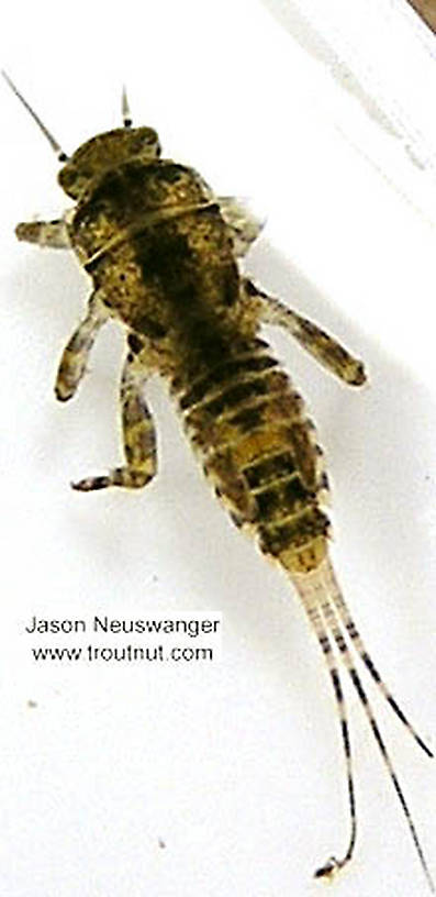 Ephemerella invaria (Sulphur Dun) Mayfly Nymph from unknown in Wisconsin