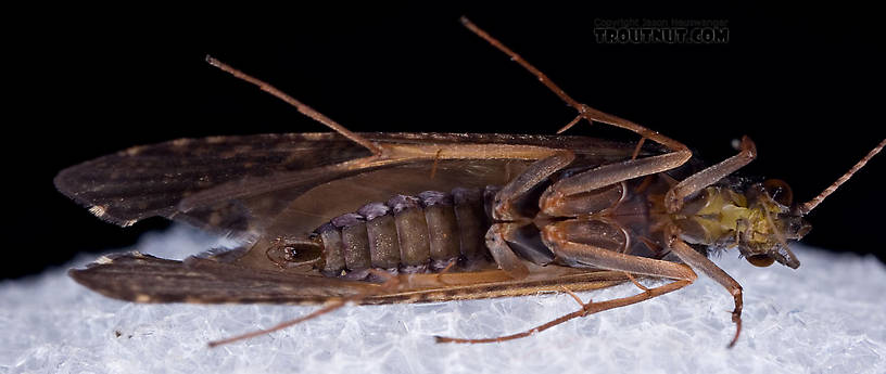 Hydropsyche aenigma (Spotted Sedge) Caddisfly Adult from the West Branch of the Delaware River in New York