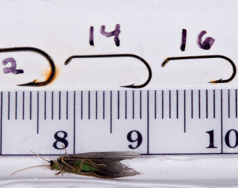 Brachycentrus appalachia (Apple Caddis) Caddisfly Adult from the West Branch of the Delaware River in New York