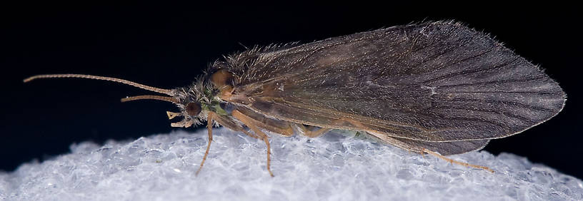 Brachycentrus appalachia (Apple Caddis) Caddisfly Adult from the West Branch of the Delaware River in New York