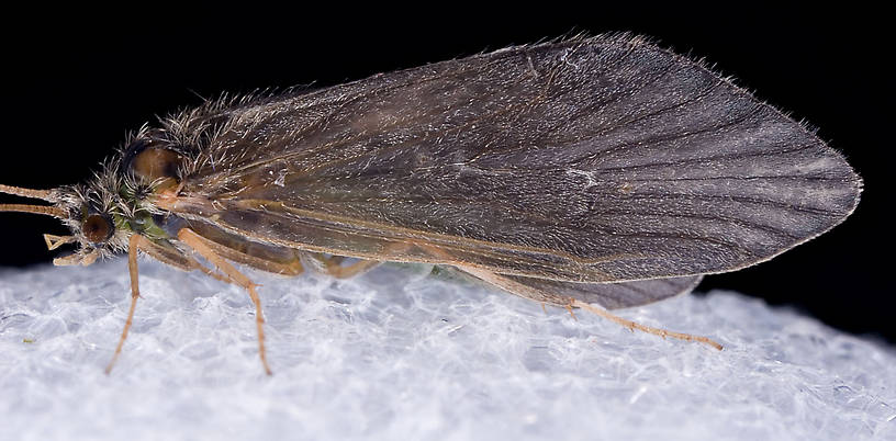 Brachycentrus appalachia (Apple Caddis) Caddisfly Adult from the West Branch of the Delaware River in New York