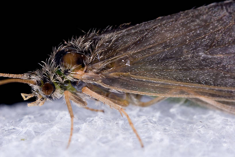 Brachycentrus appalachia (Apple Caddis) Caddisfly Adult from the West Branch of the Delaware River in New York