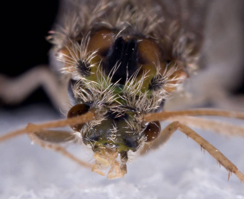 Brachycentrus appalachia (Apple Caddis) Caddisfly Adult from the West Branch of the Delaware River in New York