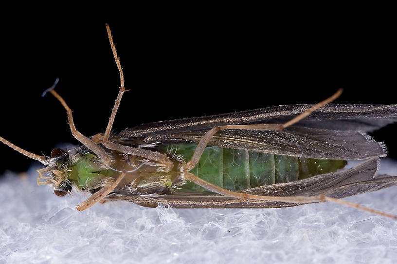 Brachycentrus appalachia (Apple Caddis) Caddisfly Adult from the West Branch of the Delaware River in New York