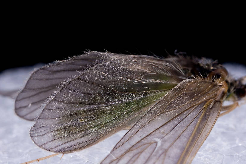 Brachycentrus appalachia (Apple Caddis) Caddisfly Adult from the West Branch of the Delaware River in New York