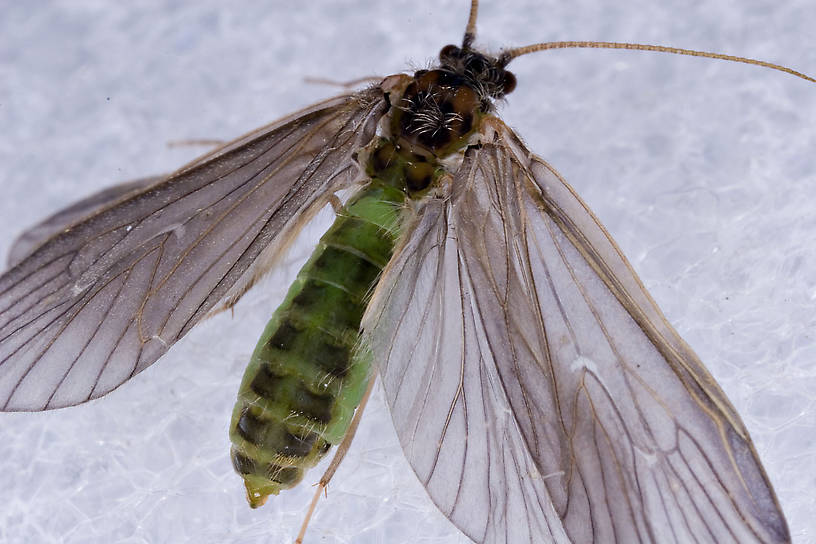 Brachycentrus appalachia (Apple Caddis) Caddisfly Adult from the West Branch of the Delaware River in New York