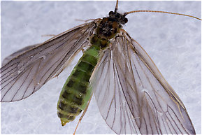 Brachycentrus appalachia (Apple Caddis) Caddisfly Adult