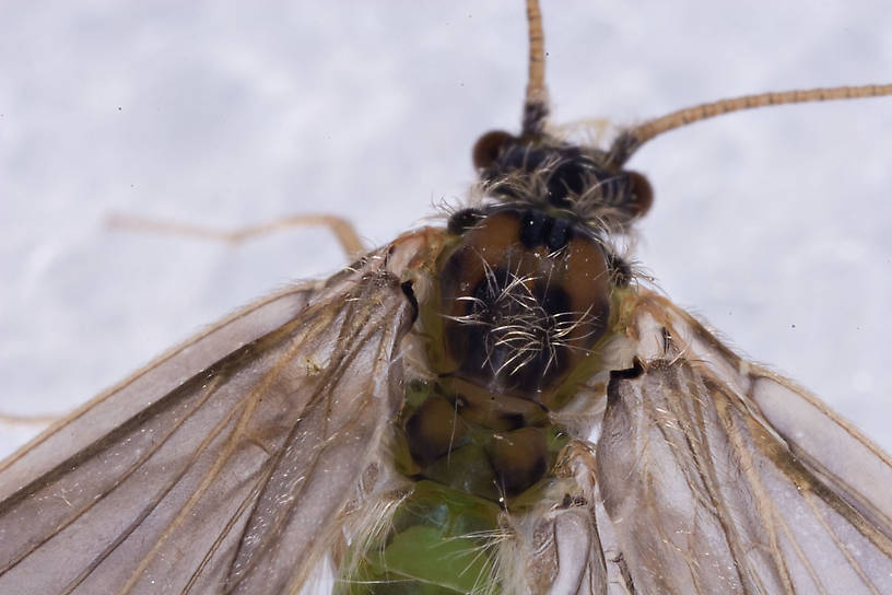 Brachycentrus appalachia (Apple Caddis) Caddisfly Adult from the West Branch of the Delaware River in New York