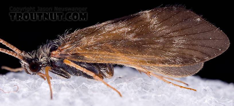 Apatania (Early Smoky Wing Sedges) Caddisfly Adult from the West Branch of the Delaware River in New York