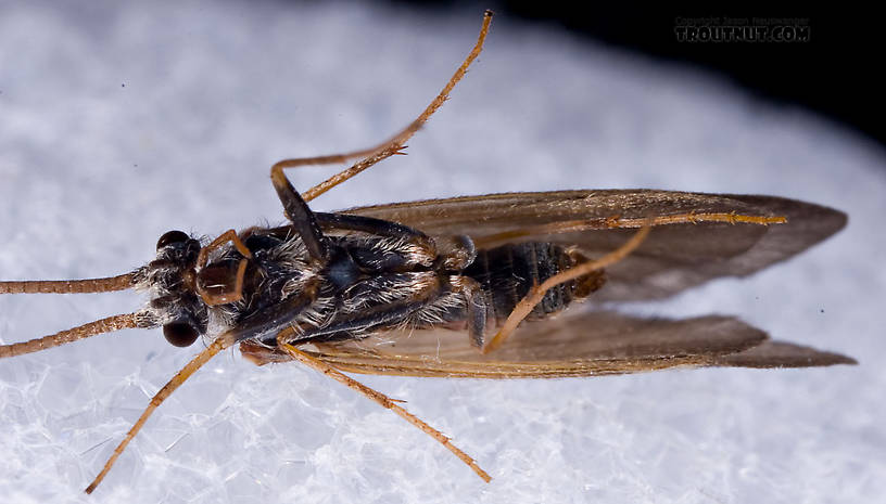 Apatania (Early Smoky Wing Sedges) Caddisfly Adult from the West Branch of the Delaware River in New York