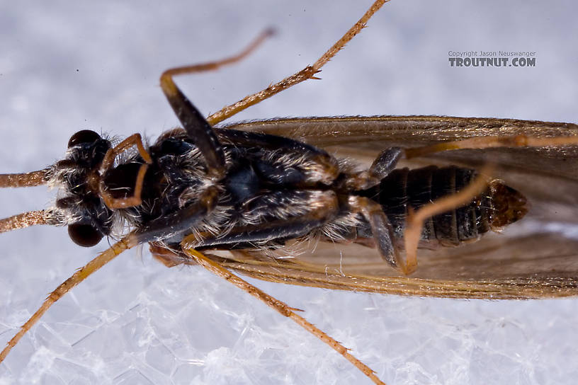 Apatania (Early Smoky Wing Sedges) Caddisfly Adult from the West Branch of the Delaware River in New York