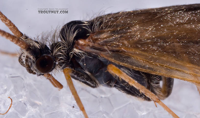 Apatania (Early Smoky Wing Sedges) Caddisfly Adult from the West Branch of the Delaware River in New York