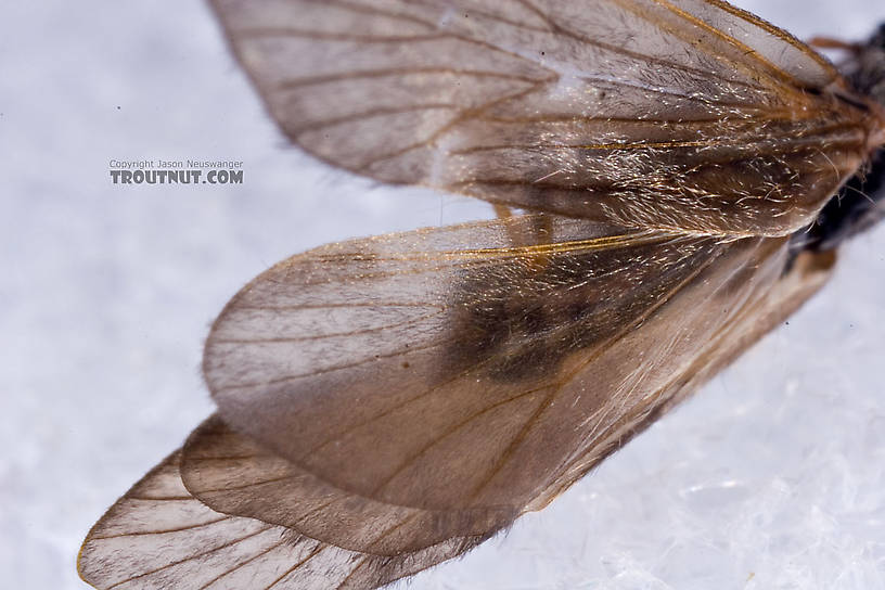 Apatania (Early Smoky Wing Sedges) Caddisfly Adult from the West Branch of the Delaware River in New York