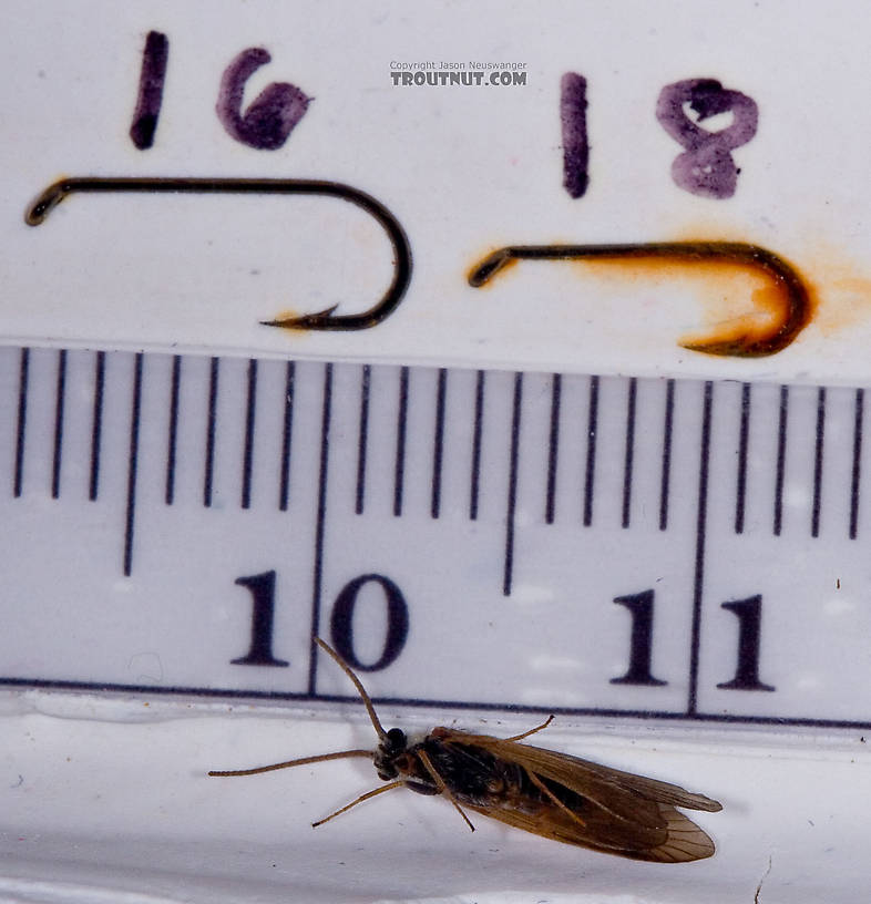 Apatania (Early Smoky Wing Sedges) Caddisfly Adult from the West Branch of the Delaware River in New York