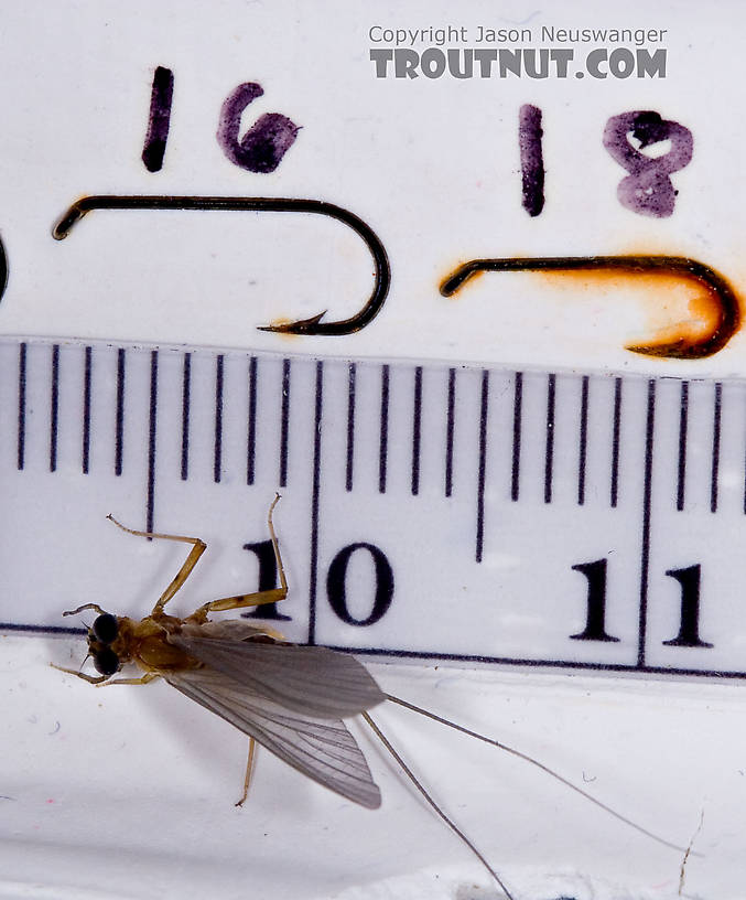 Male Epeorus (Little Maryatts) Mayfly Dun from the West Branch of the Delaware River in New York