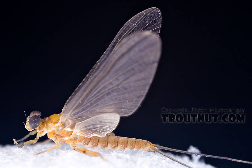 Male Epeorus (Little Maryatts) Mayfly Dun from the West Branch of the Delaware River in New York