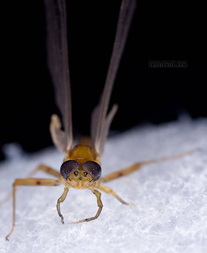 Male Epeorus (Little Maryatts) Mayfly Dun from the West Branch of the Delaware River in New York