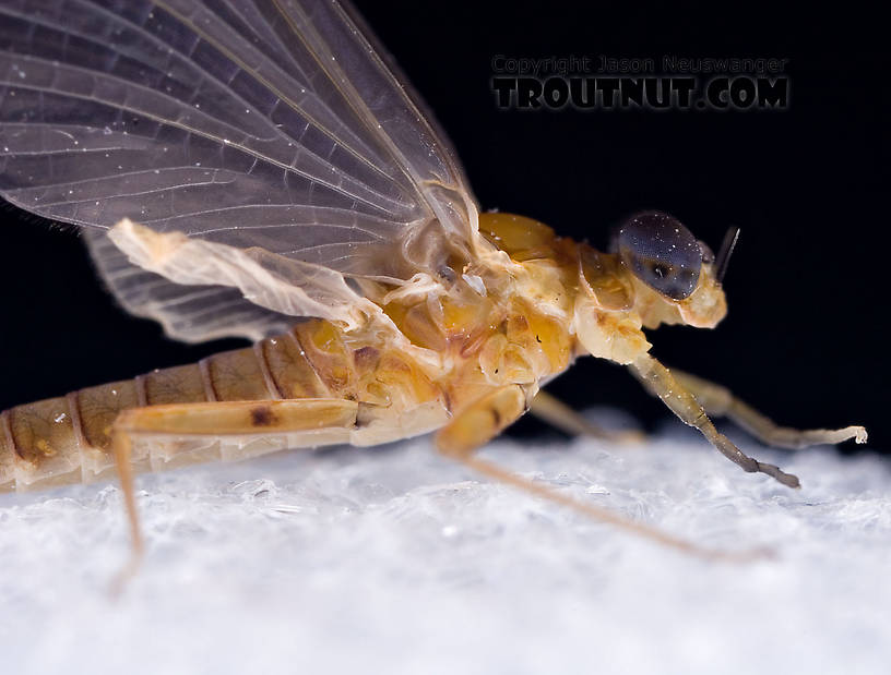 Male Epeorus (Little Maryatts) Mayfly Dun from the West Branch of the Delaware River in New York