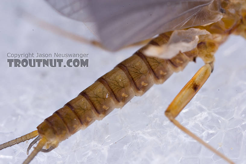 Male Epeorus (Little Maryatts) Mayfly Dun from the West Branch of the Delaware River in New York