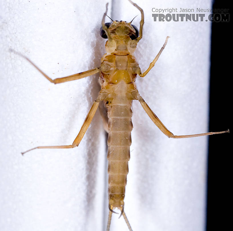 Male Epeorus (Little Maryatts) Mayfly Dun from the West Branch of the Delaware River in New York