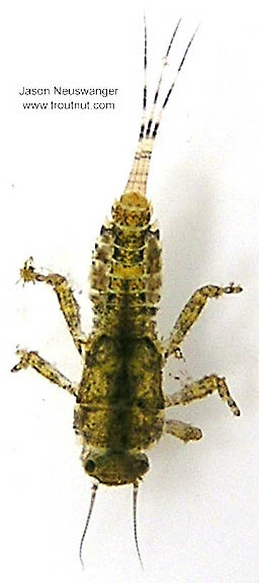 Ephemerella invaria (Sulphur Dun) Mayfly Nymph from unknown in Wisconsin