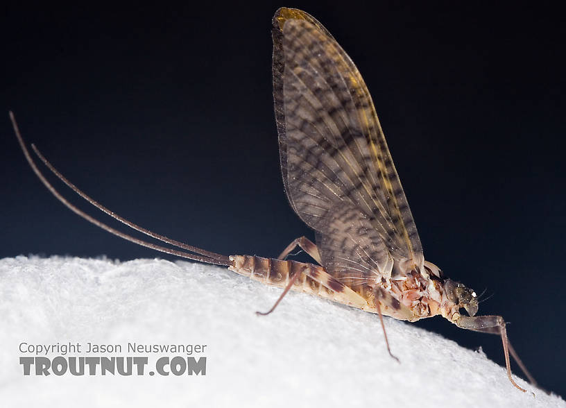 Female Maccaffertium vicarium (March Brown) Mayfly Dun from the Neversink River in New York