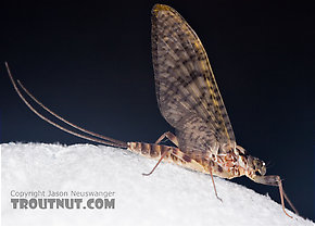 Female Maccaffertium vicarium (March Brown) Mayfly Dun