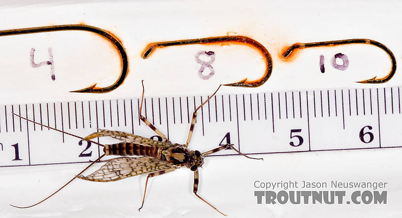 Female Maccaffertium vicarium (March Brown) Mayfly Dun from the Neversink River in New York