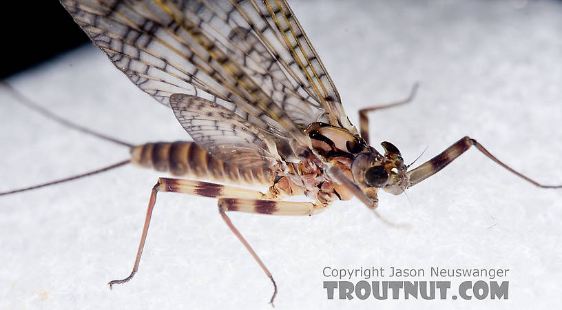 Female Maccaffertium vicarium (March Brown) Mayfly Dun from the Neversink River in New York