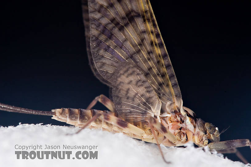 Female Maccaffertium vicarium (March Brown) Mayfly Dun from the Neversink River in New York