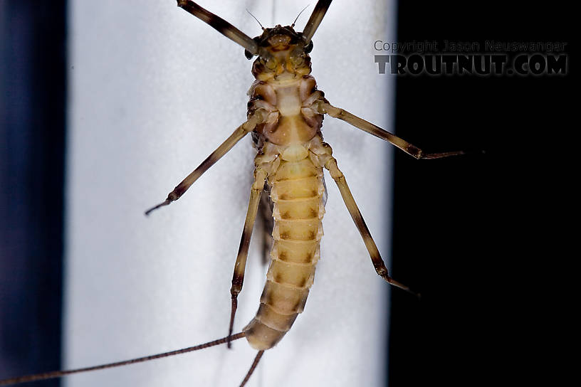 Female Maccaffertium vicarium (March Brown) Mayfly Dun from the Neversink River in New York