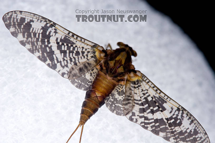 Female Baetisca obesa (Armored Mayfly) Mayfly Dun from the Neversink River (aquarium-raised) in New York