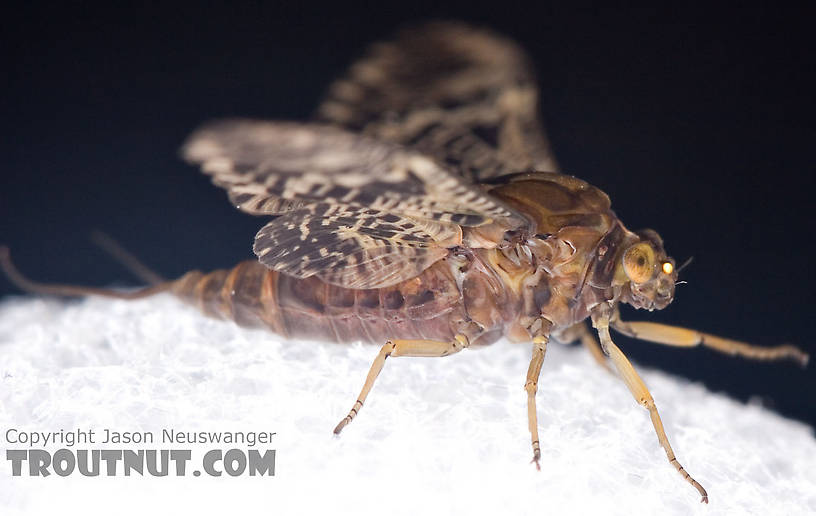 Female Baetisca obesa (Armored Mayfly) Mayfly Dun from the Neversink River (aquarium-raised) in New York