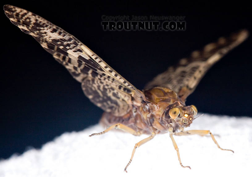 Female Baetisca obesa (Armored Mayfly) Mayfly Dun from the Neversink River (aquarium-raised) in New York