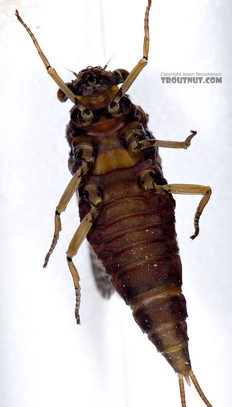 Female Baetisca obesa (Armored Mayfly) Mayfly Dun from the Neversink River (aquarium-raised) in New York