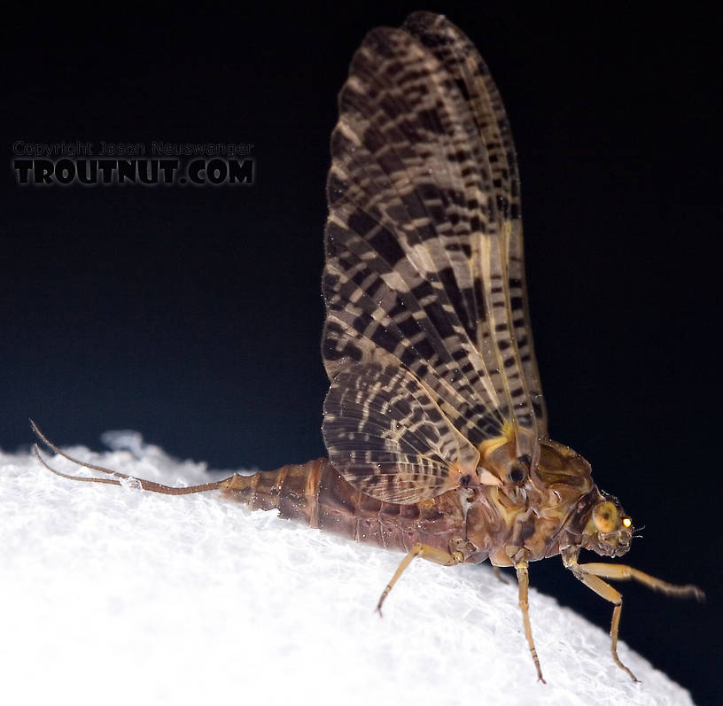 Female Baetisca obesa (Armored Mayfly) Mayfly Dun from the Neversink River (aquarium-raised) in New York