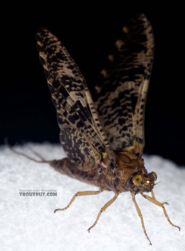 Female Baetisca obesa (Armored Mayfly) Mayfly Dun from the Neversink River (aquarium-raised) in New York