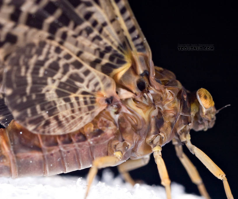 Female Baetisca obesa (Armored Mayfly) Mayfly Dun from the Neversink River (aquarium-raised) in New York