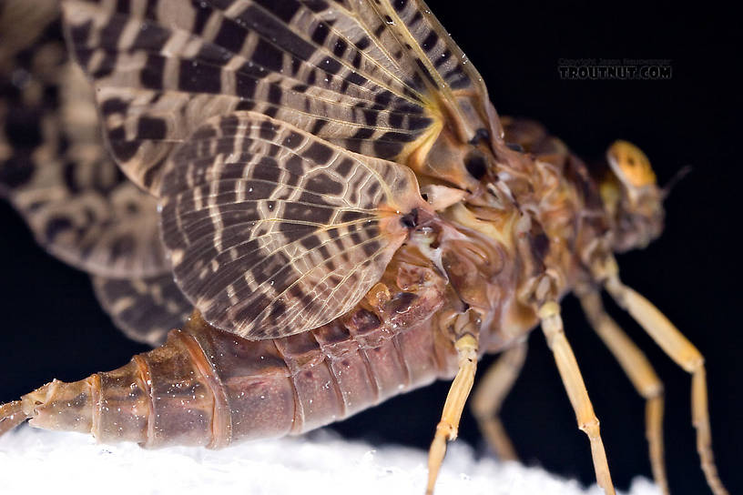 Female Baetisca obesa (Armored Mayfly) Mayfly Dun from the Neversink River (aquarium-raised) in New York