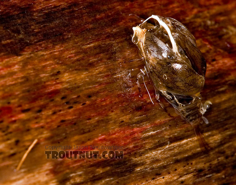 Female Baetisca obesa (Armored Mayfly) Mayfly Dun from the Neversink River (aquarium-raised) in New York