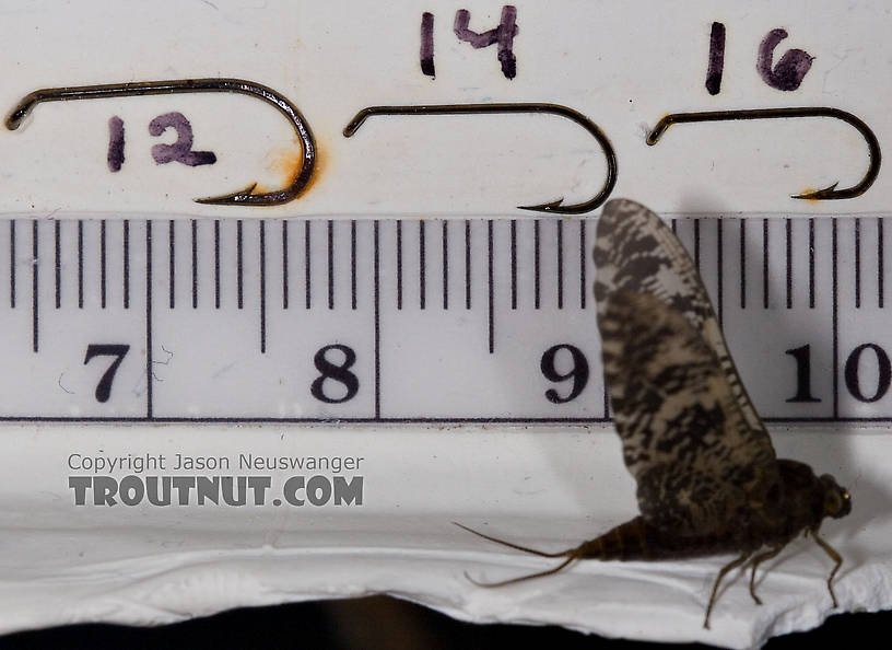 Female Baetisca obesa (Armored Mayfly) Mayfly Dun from the Neversink River (aquarium-raised) in New York