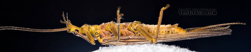 Female Acroneuria lycorias (Golden Stone) Stonefly Adult from Aquarium (collected somewhere in Catskills) in New York