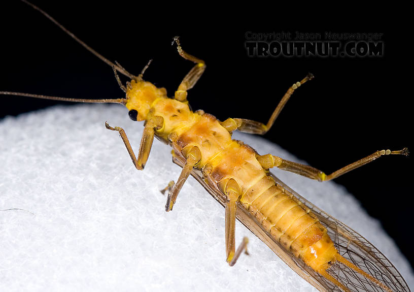 Female Acroneuria lycorias (Golden Stone) Stonefly Adult from Aquarium (collected somewhere in Catskills) in New York