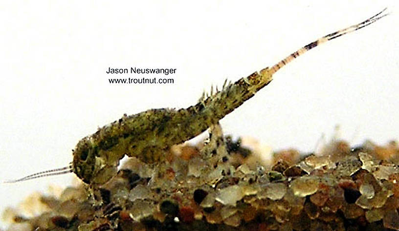 Ephemerella invaria (Sulphur Dun) Mayfly Nymph from unknown in Wisconsin