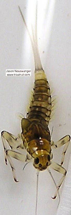 Baetidae (Blue-Winged Olives) Mayfly Nymph from Schacte Creek, Bayfield County in Wisconsin